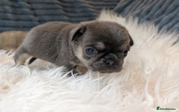 Pug dogs for sale: Quality PUG puppies. Fawn.Black and Blue/Tan - Image 8