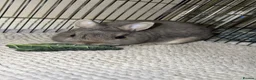 Netherland Dwarf rabbits for sale: 🐰Netherland Dwarf Rabbit for Sale–Friendly & Calm in Swanley - Advert 2