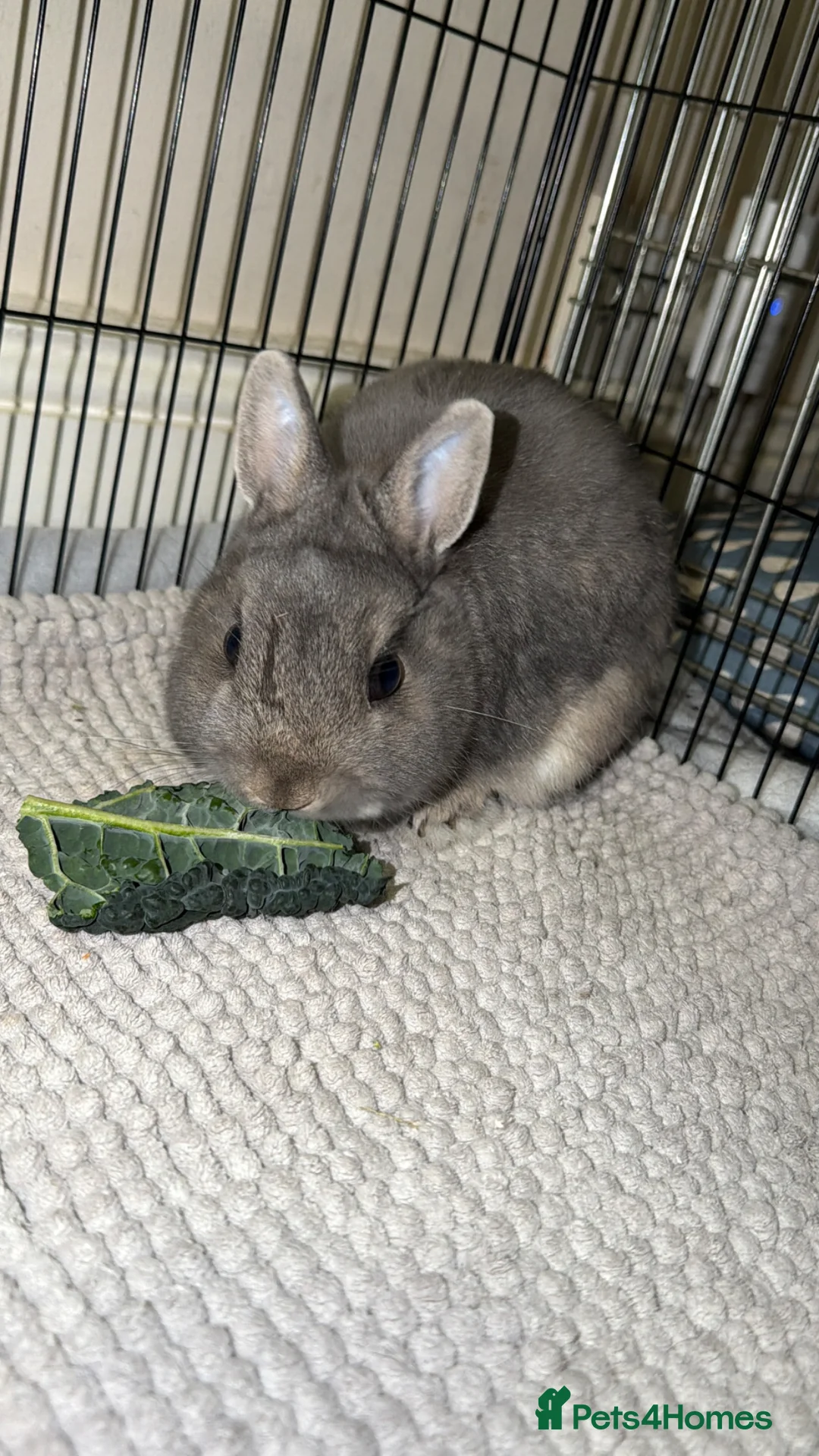 Netherland Dwarf rabbits for sale: 🐰Netherland Dwarf Rabbit for Sale–Friendly & Calm in Swanley - Advert 2