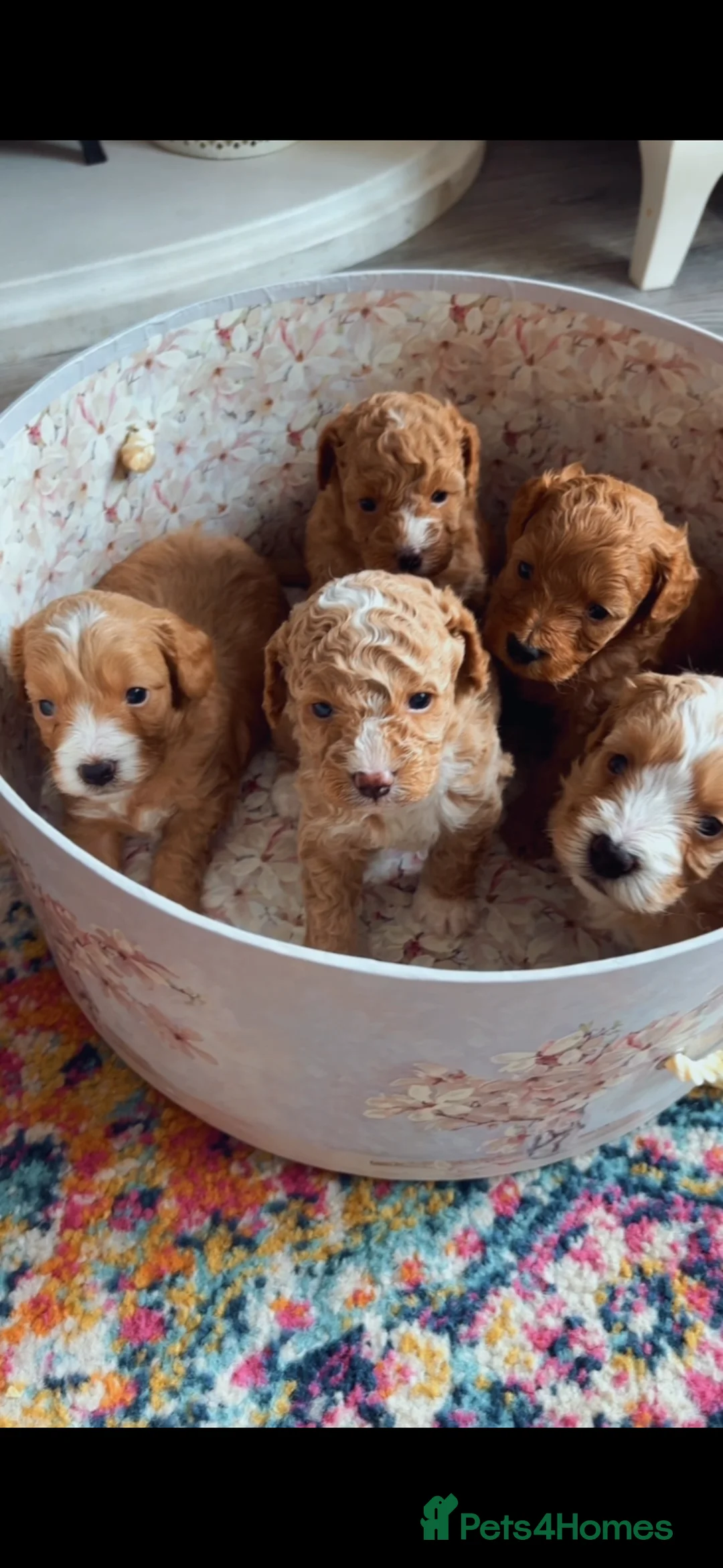 Cavapoo dogs for sale: Toy Cavapoo puppies - Advert 2