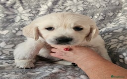 Golden Retriever dogs for sale: Adorable Golden boys for sale  - Advert 7