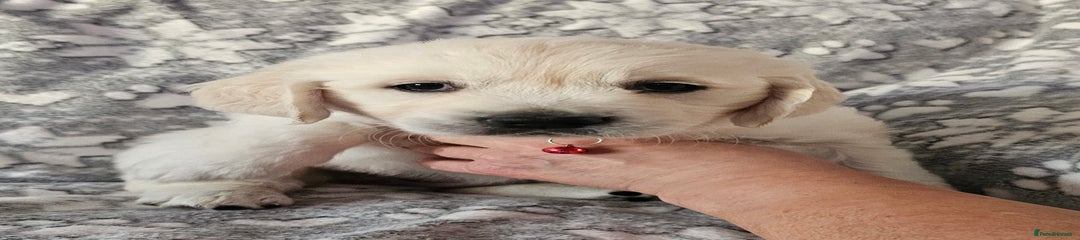 Golden Retriever Puppy 5