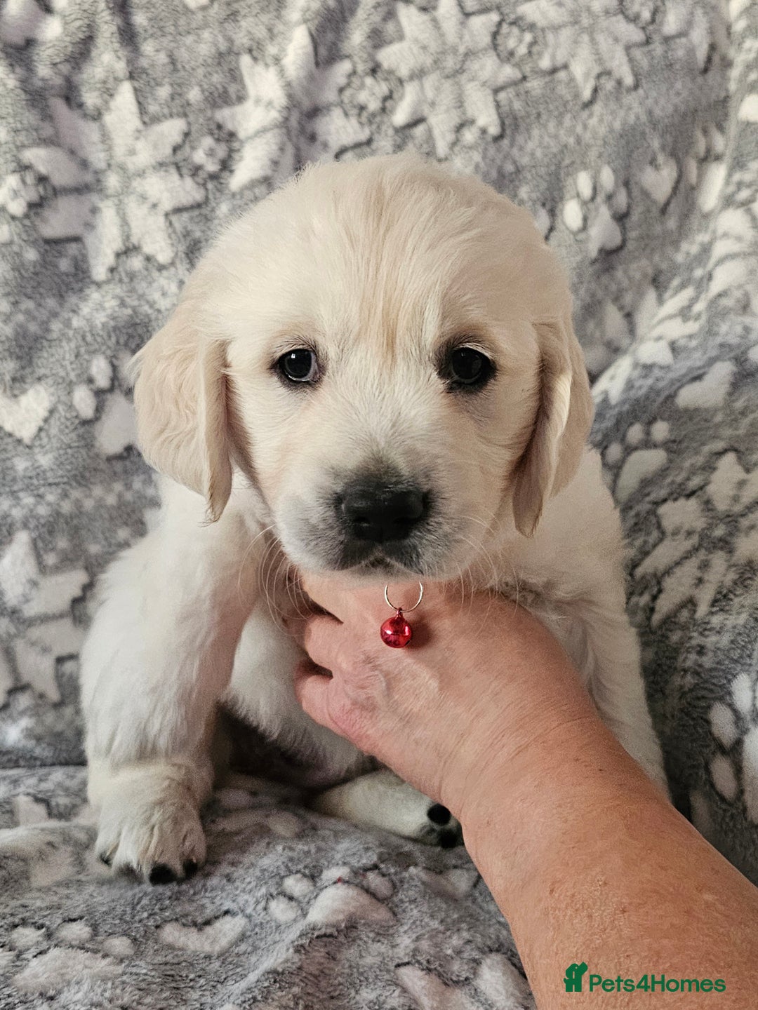 Golden Retriever dogs for sale: Adorable Golden boys for sale  - Advert 7