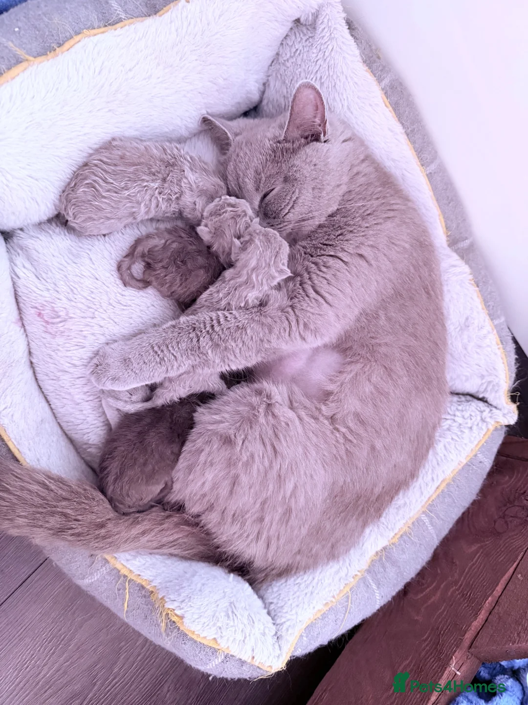 British Shorthair cats for sale: Beautiful GCCF Registered BH Kittens, Choc & Lilac - Advert 2