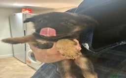 German Shepherd dogs for sale: Blue line German Shepherd’s - Ready today!  - Advert 28