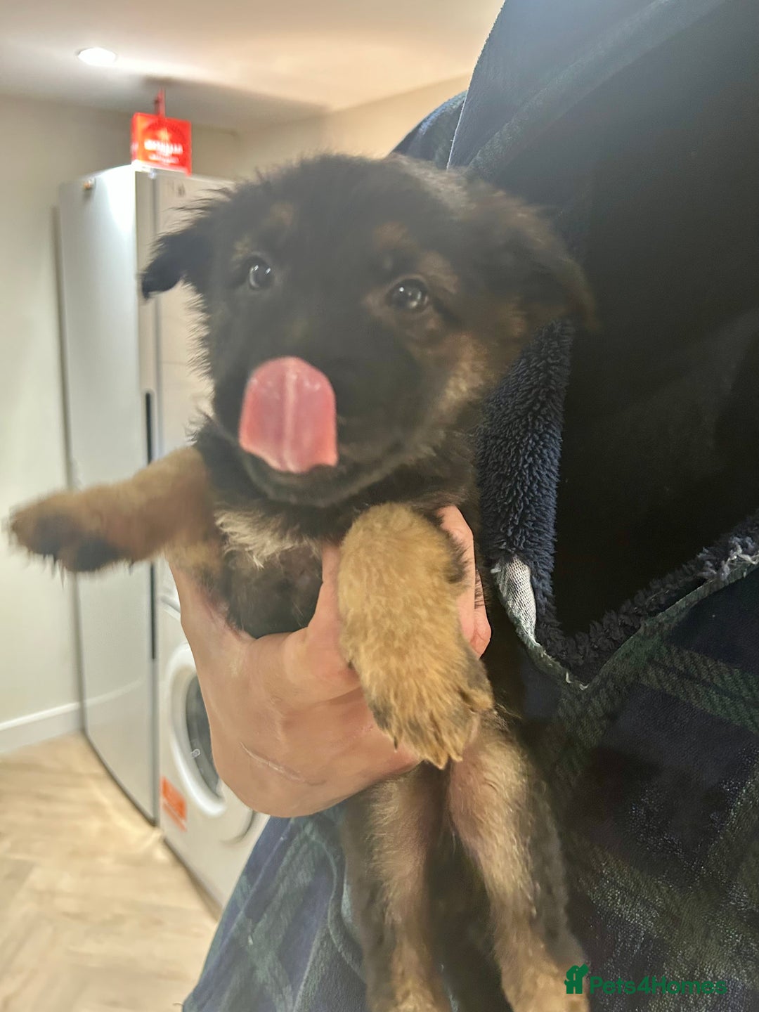 German Shepherd dogs for sale: Blue line German Shepherd’s - Ready today!  - Advert 28