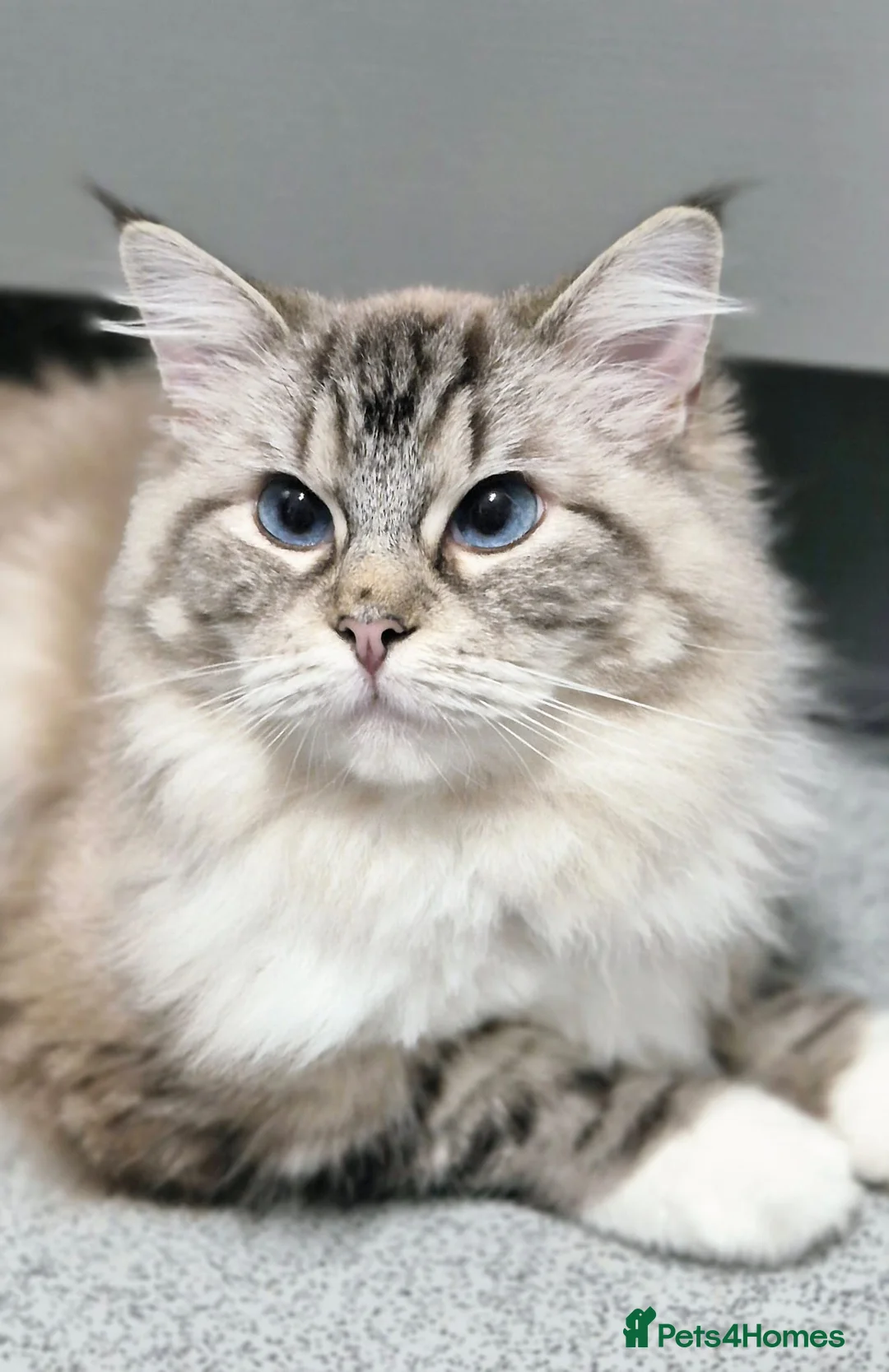 Ragdoll cats for sale: Ragdoll breeding pair in Oakham - Advert 2