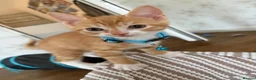 Mixed Breed cats for sale: Ginger boy, tabby girl in Waterlooville - Advert 3