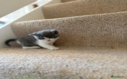 British Shorthair cats for sale: GCCF Bi-colour Blue and white BSH - Image 11