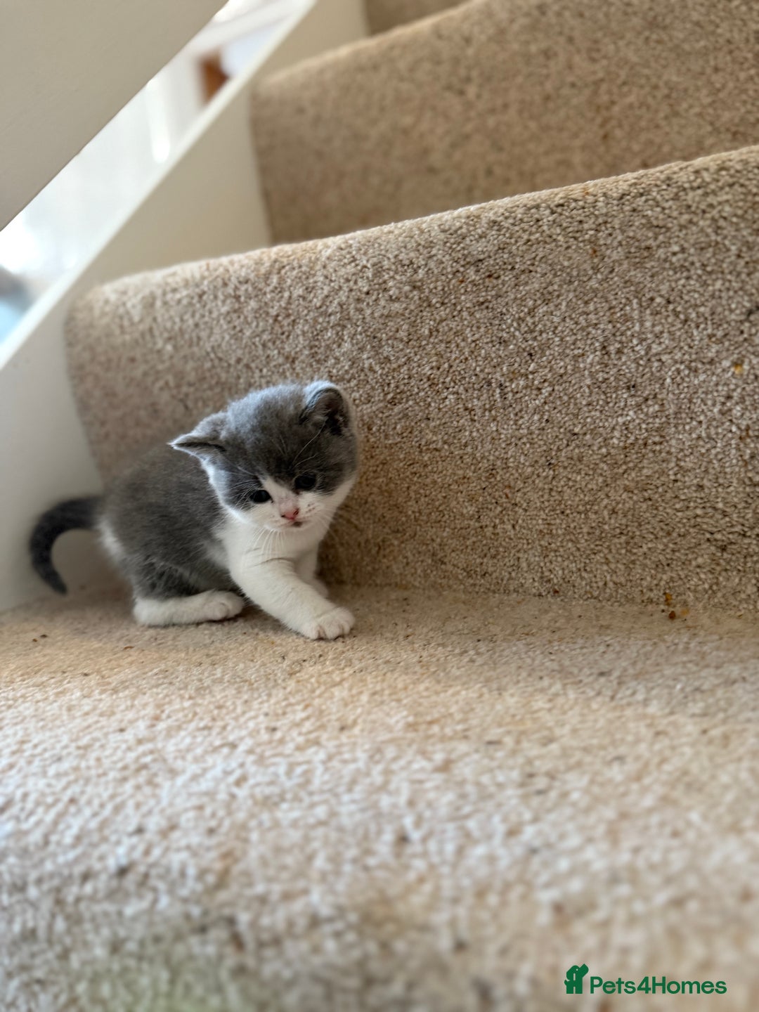 British Shorthair cats for sale: GCCF Bi-colour Blue and white BSH - Image 11