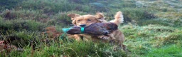Golden Retriever dogs for stud: Raystone Westnab (Chase), Working, Family Pet  - Advert 5