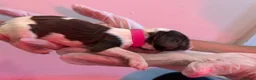 English Springer Spaniel dogs for sale: English Springer Spaniel  in Saint Helens - Advert 31