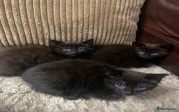 Mixed Breed cats for sale: BLACK KITTENS - Image 1