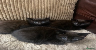 Mixed Breed cats - Advert 12