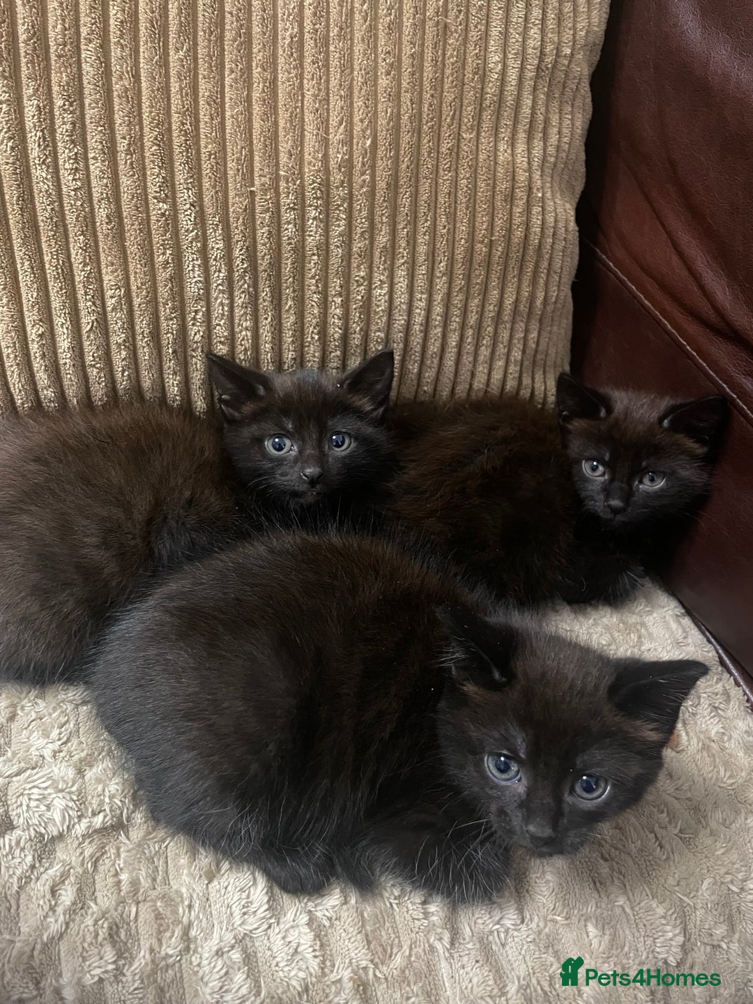 Mixed Breed cats for sale: BLACK KITTENS - Image 1