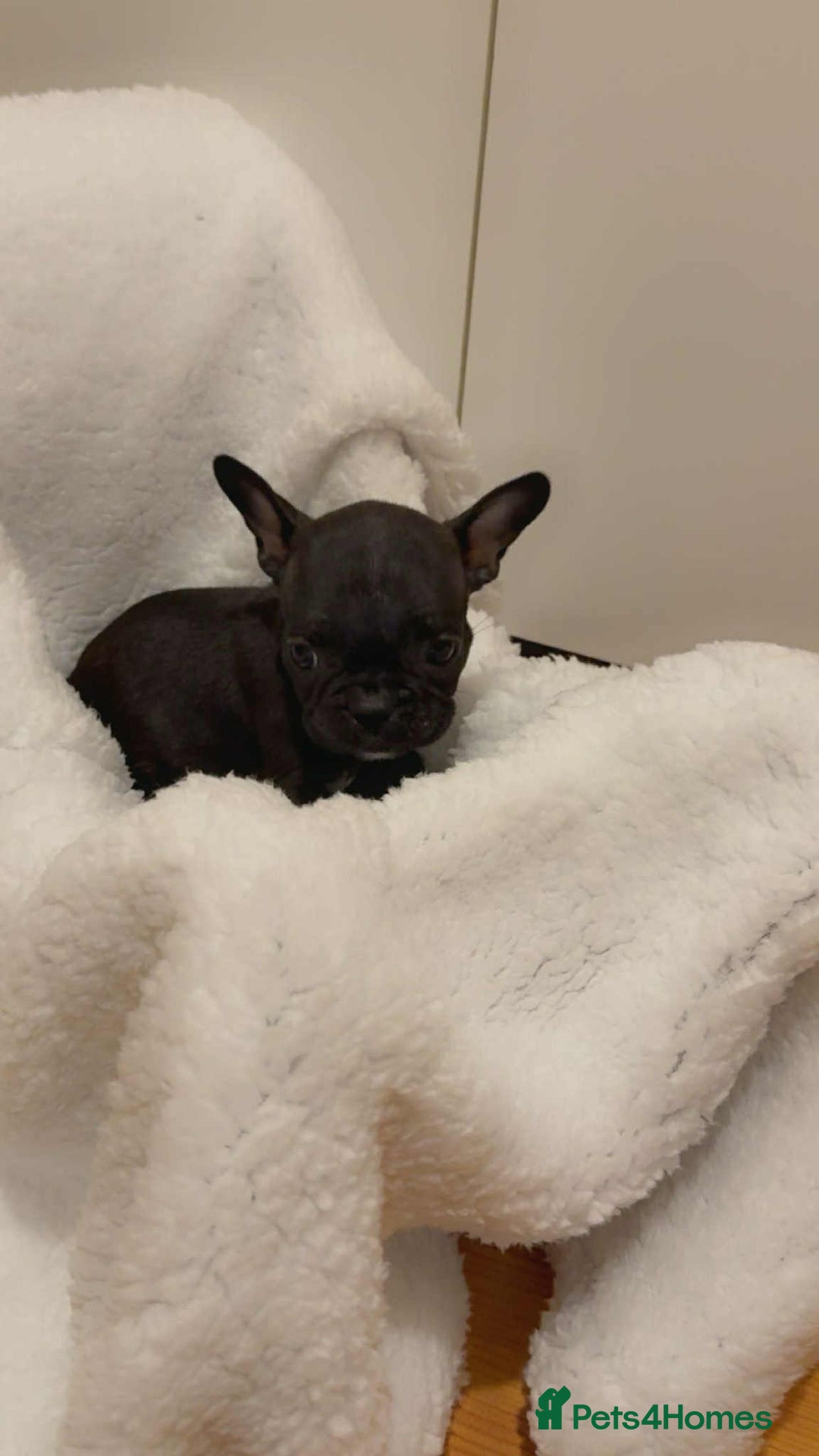 French Bulldog dogs for sale: French puppies  - Advert 8