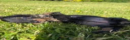 Dachshund dogs for sale: Standard Wire-Haired Dachshund Puppies - Advert 32