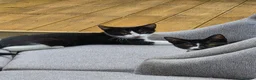 Mixed Breed cats for sale: One boy and one girl left - Advert 9