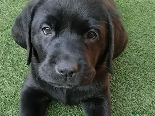 Labrador Retriever dogs 🐾KC Black Labradors Ready for New Homes🐾🐶 - Advert 10
