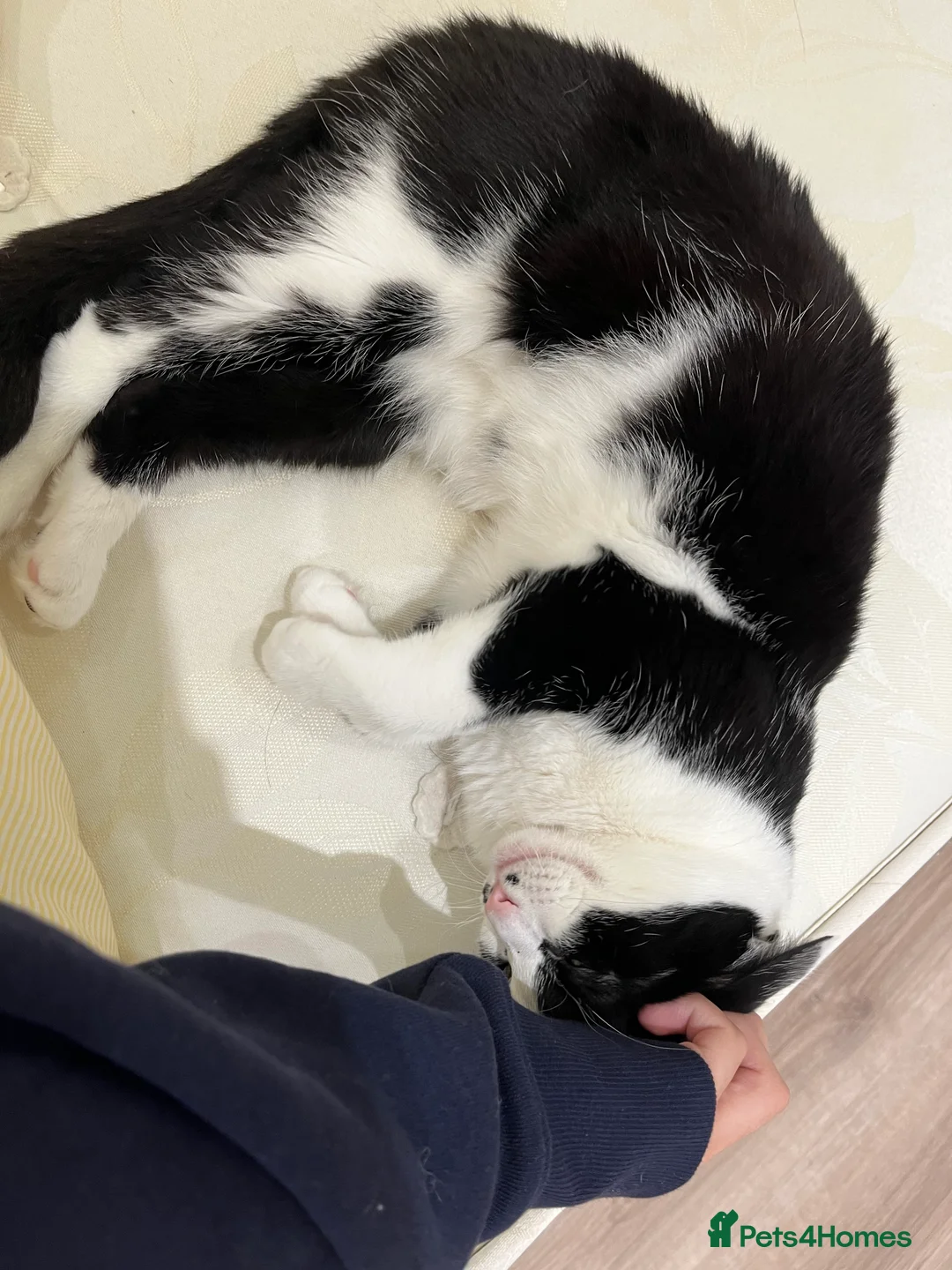 Mixed Breed cats for sale: Oreo  - Advert 4