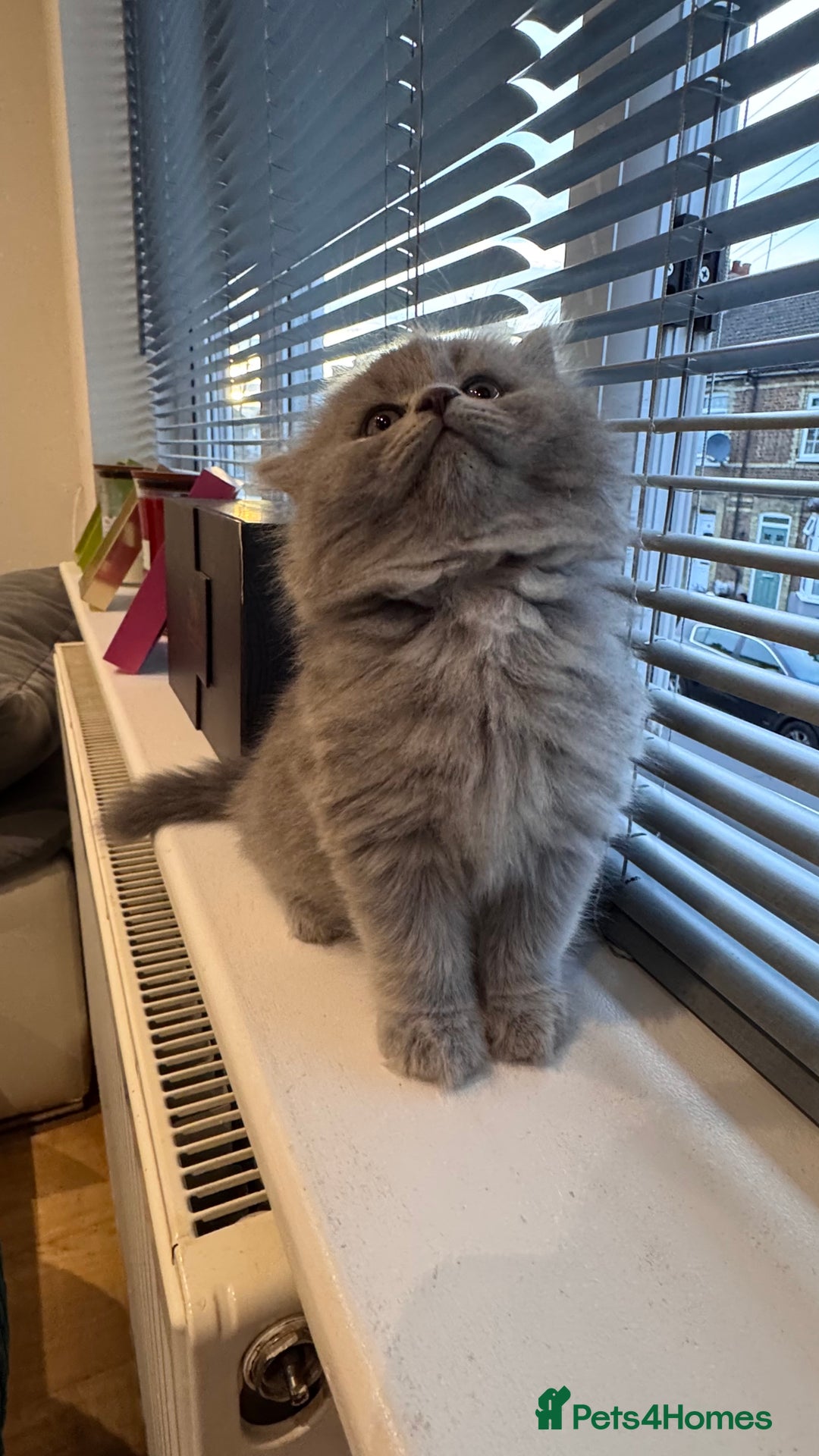 British Longhair cats for sale: British longhair ready for home in Watford - Image 19