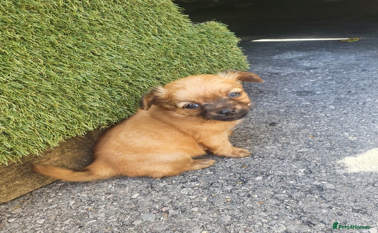 Chihuahua dogs - Advert 11