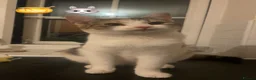 Mixed Breed cats for sale: 2 Female 1 Male in Towcester - Advert 5