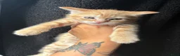 Mixed Breed cats for sale: Beautiful litter of kittens  - Advert 11