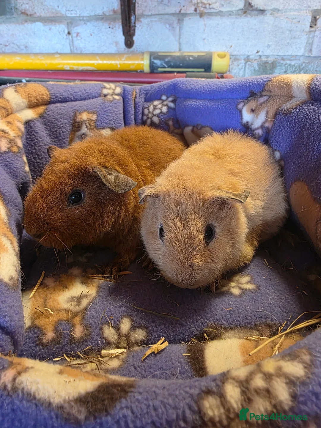 Guinea Pig rodents for sale: Male Teddy guniea pigs for sale Uxbridge  - Advert 2