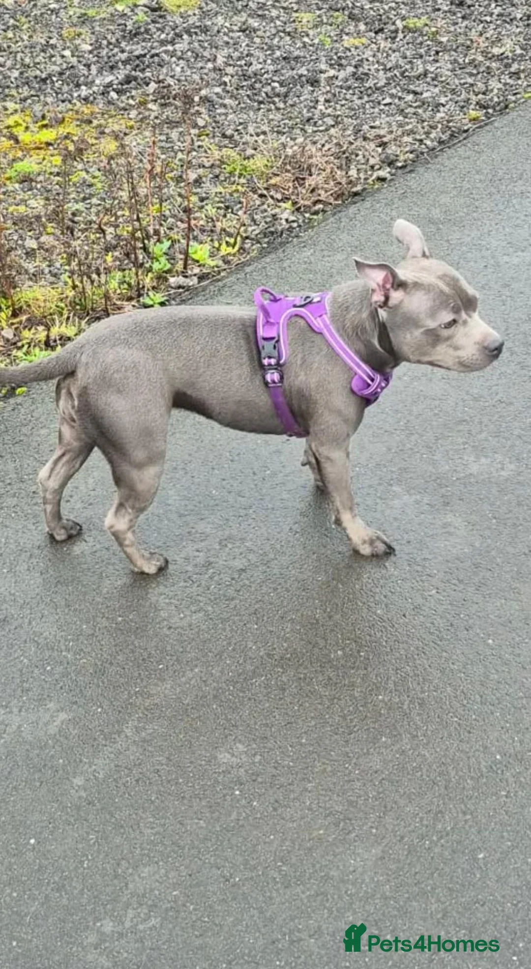 Staffordshire Bull Terrier dogs for sale: Female Blue Staffordshire Bull Terrier - Advert 2