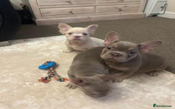 French Bulldog dogs for sale: Kc registered french bulldog puppy’s Isabella  - Image 9
