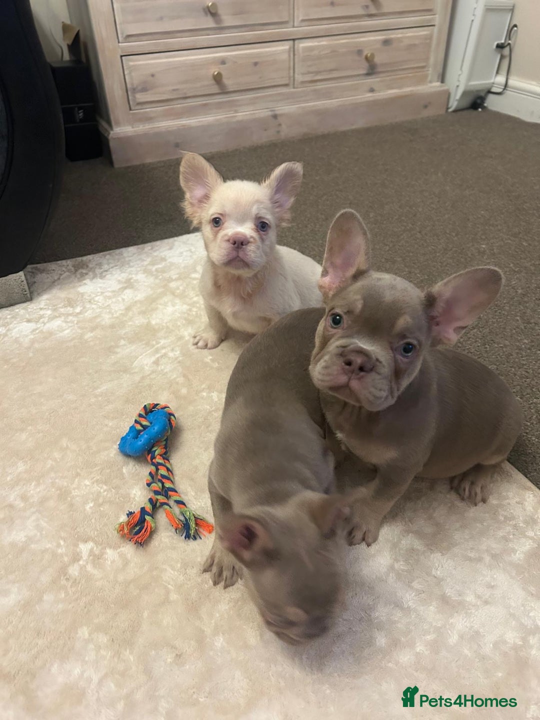 French Bulldog dogs for sale: Kc registered french bulldog puppy’s Isabella  - Image 9