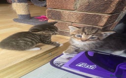 Mixed Breed cats for sale: Kittens - Image 7