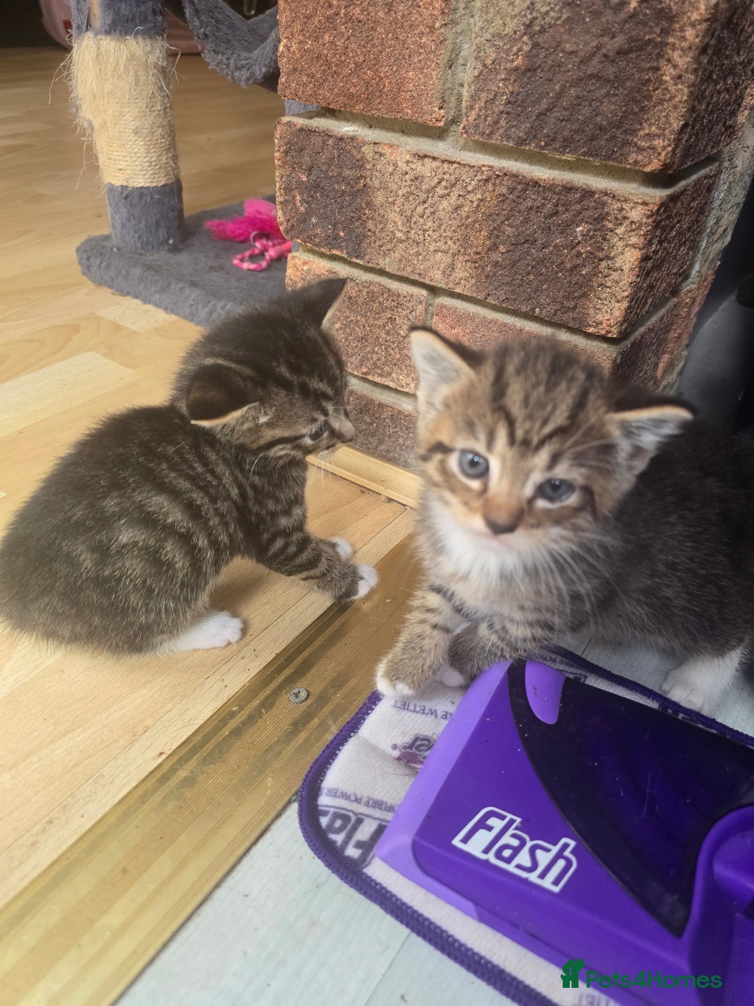Mixed Breed cats for sale: Kittens - Image 7