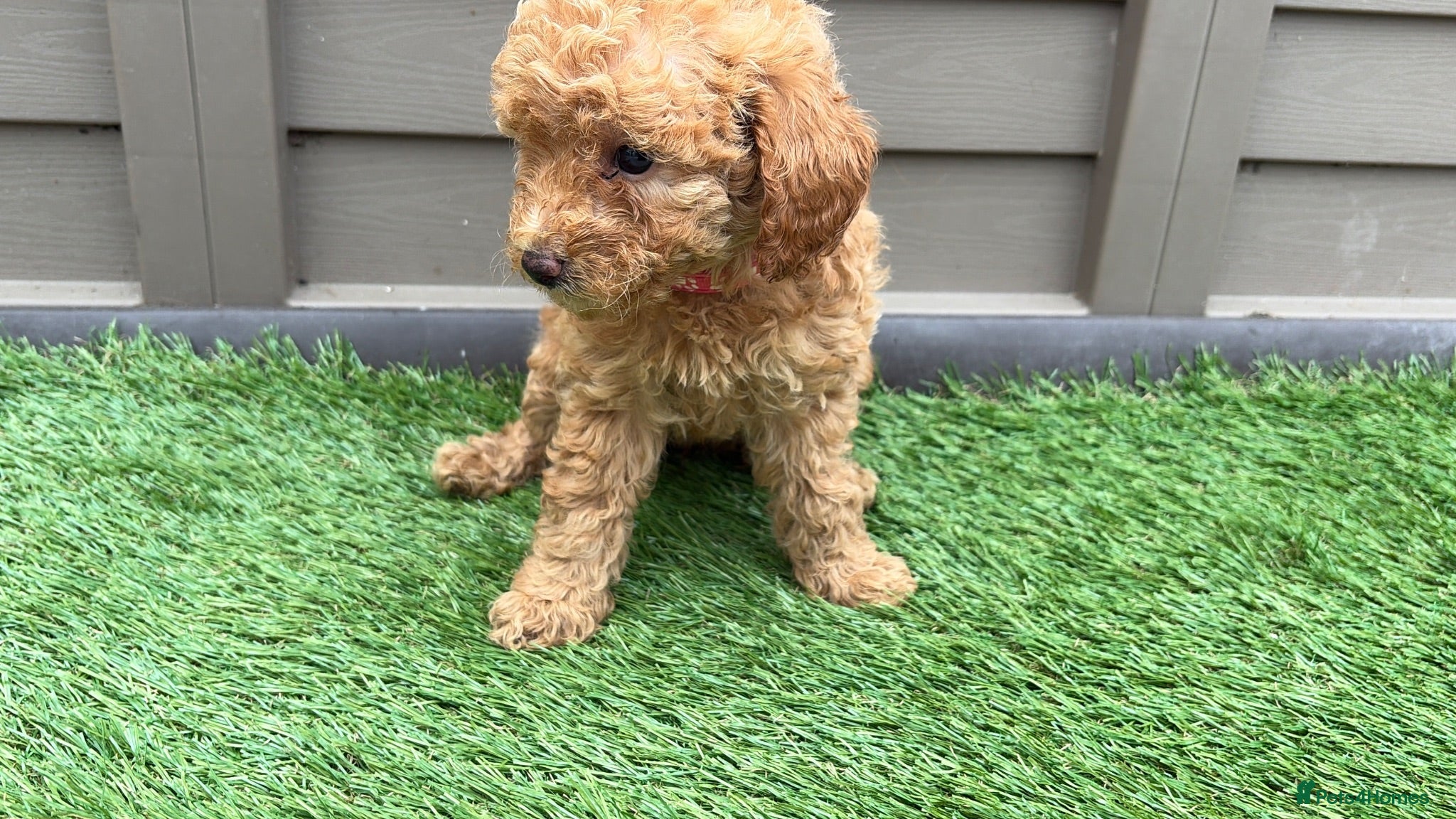 Miniature Poodle dogs KC DNA Health Tested Red Miniature Poodle Puppies - Advert 2