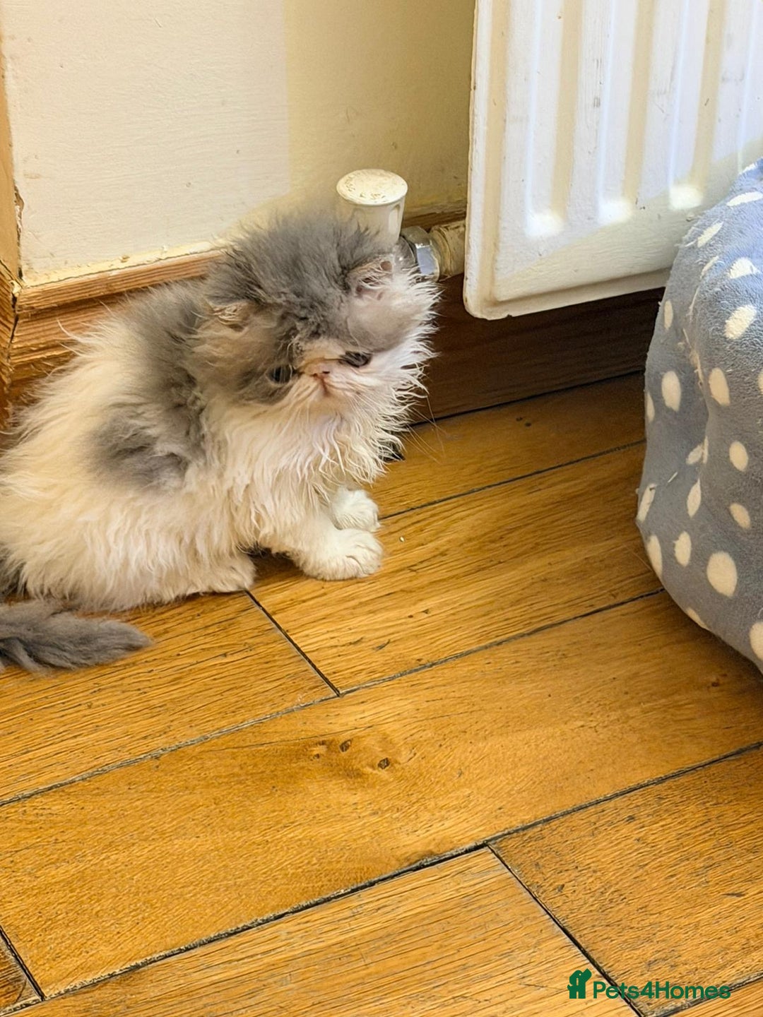 Persian cats for sale: Persian Kittens Top Quality Bloodlines - Advert 12