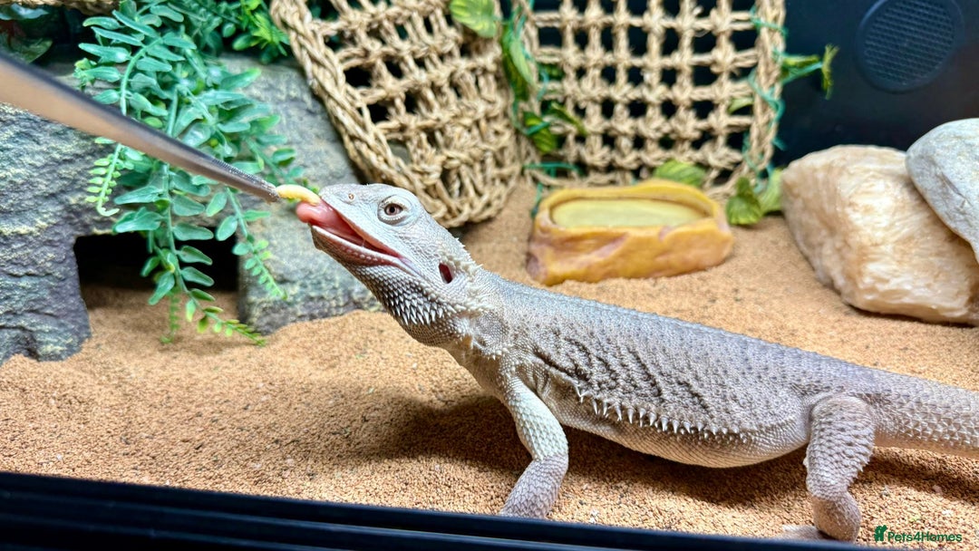 Bearded Dragon reptiles for sale: Zero Bearded Dragon plus full setup - Image 4