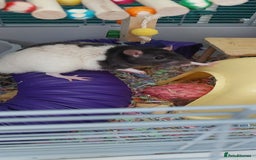 Rat rodents for sale: 2 male rats  - Image 3
