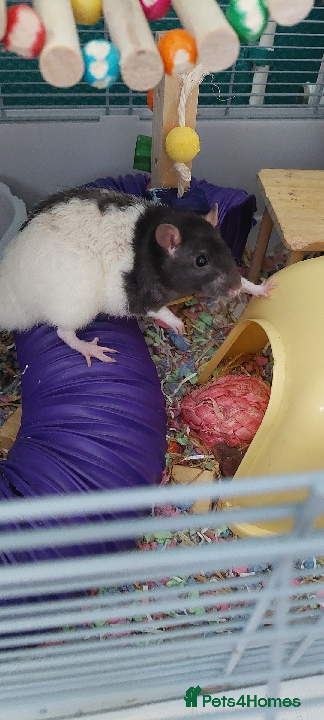 Rat rodents for sale: 2 male rats  - Image 3