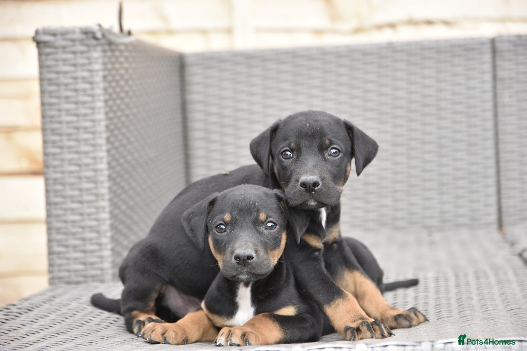 Dobermann dogs for sale: Unique hybrid dobermann puppies - Image 5