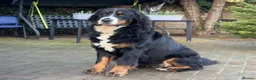 Bernese Mountain Dog dogs for sale: KC Registered Bernese Maountain Dog Puppies - Advert 12