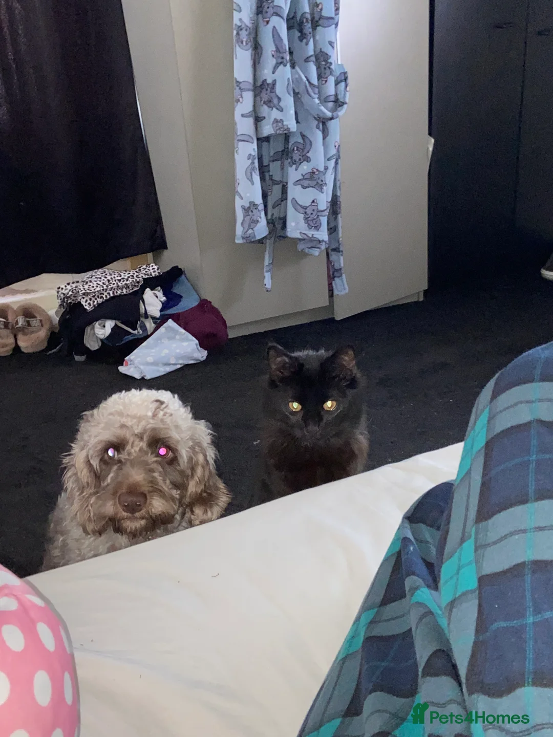 Cockapoo dogs for sale: Male cockapoo - Advert 12