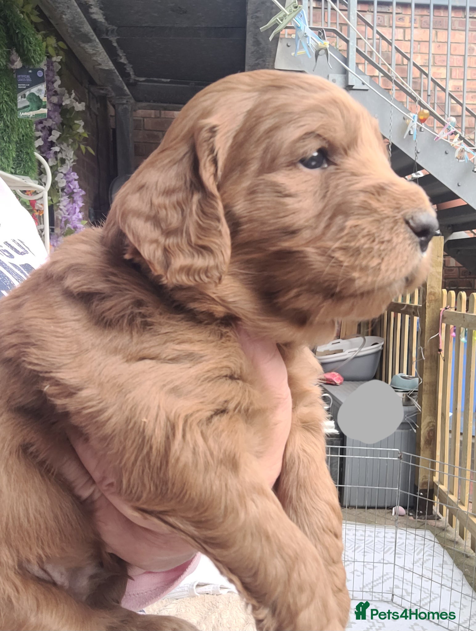Goldendoodle dogs  F1 Goldendoodles only 2 boys 1 girl remaining  - Advert 5