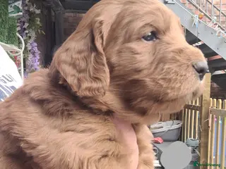 Goldendoodle dogs F1 Goldendoodles only 2 boys 1 girl remaining - Advert 5