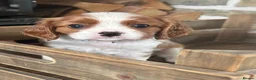 Cavalier King Charles Spaniel dogs for sale: Fully Health Tested Blenheim CKCS Puppies - Advert 34