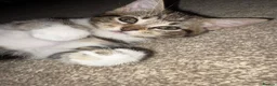 Mixed Breed cats for sale: Kittens for sale  - Advert 2