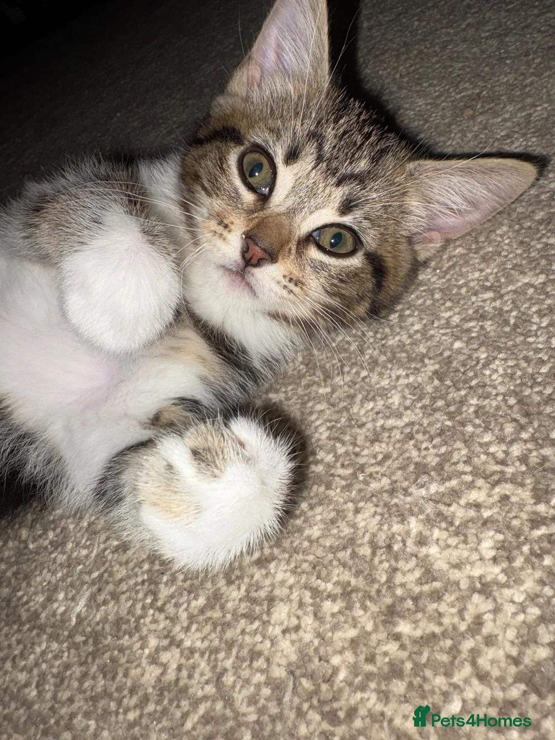Mixed Breed cats for sale: Kittens for sale  - Advert 2