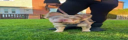 French Bulldog dogs for stud: PROVEN STUD - Advert 3
