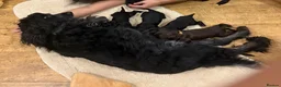 Cockapoo dogs for sale: Beautiful litter of cockapoos  in Lymington - Advert 2