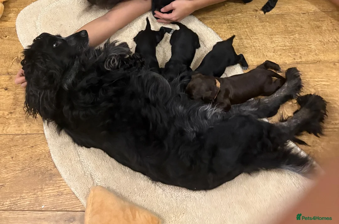 Cockapoo dogs for sale: Beautiful litter of cockapoos  in Lymington - Advert 2